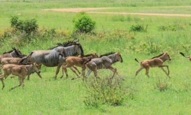 Calve Season serengeti