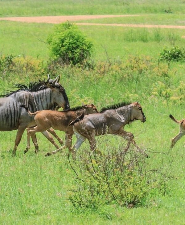 Calve Season serengeti