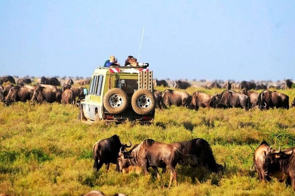 Safari_serengeti