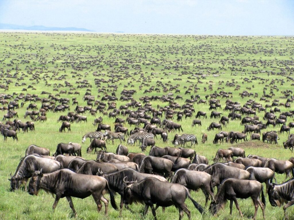 Tanzania-great-migration-Collections-5000