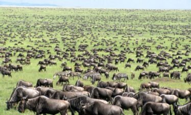 Tanzania-great-migration-Collections-5000