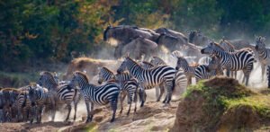 Serengeti migrations 