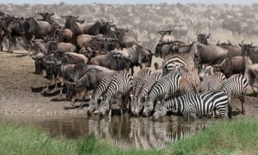 zabra drinking water