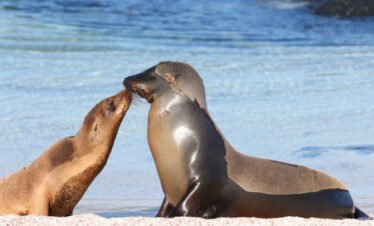 Galapagos sea lion