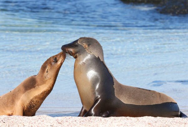 Galapagos sea lion