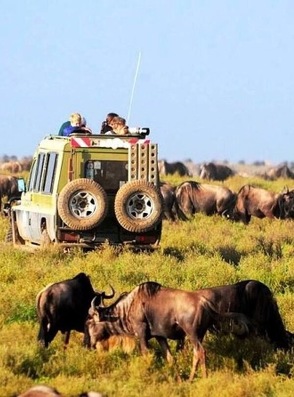 Safari_serengeti