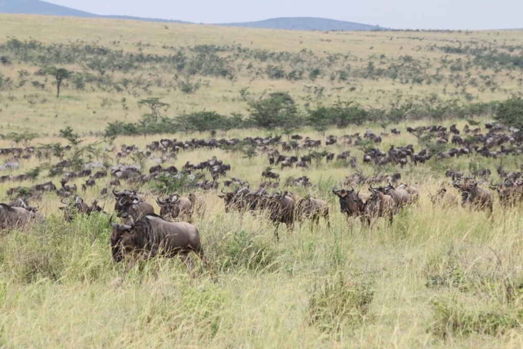 Serengeti wildebeest