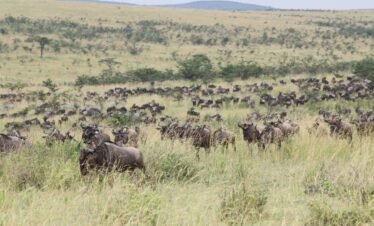 Serengeti wildebeest
