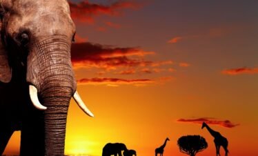 Tanzania Safari Sunset