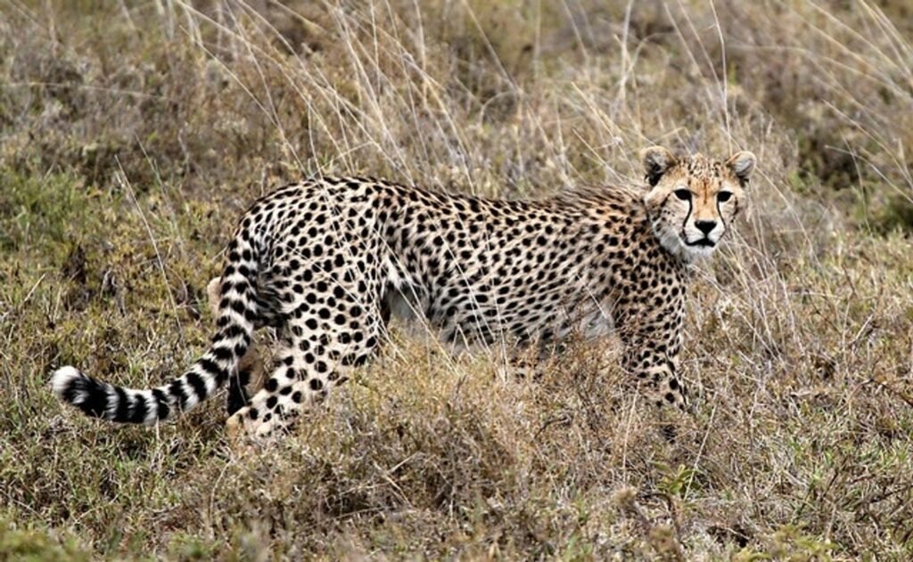 Cheetah