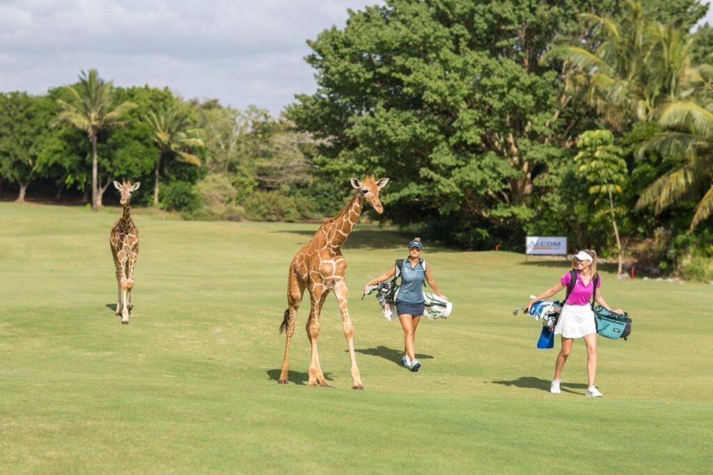 giraffe-green-vipingo-ridge-golf-africa