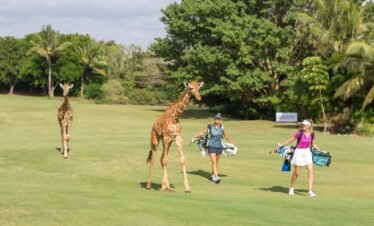giraffe-green-vipingo-ridge-golf-africa