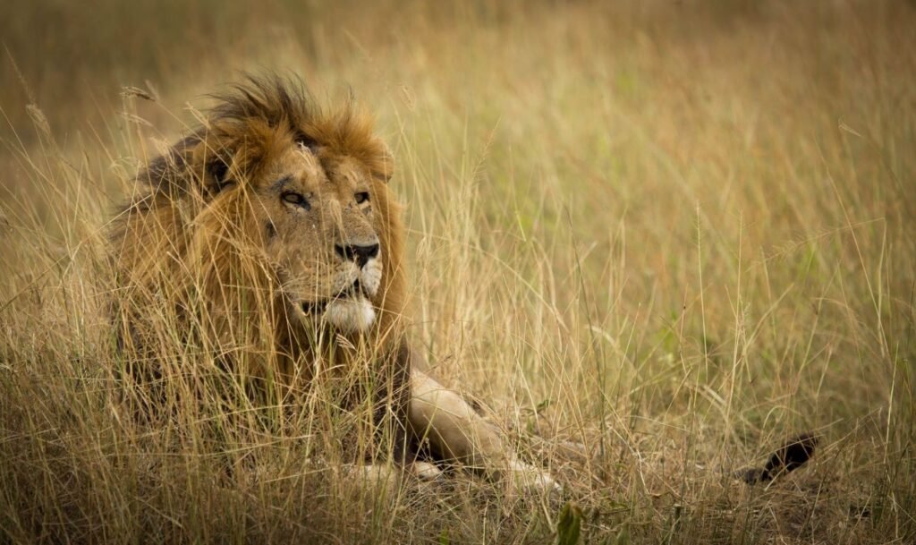 Kilimanjaro National Park