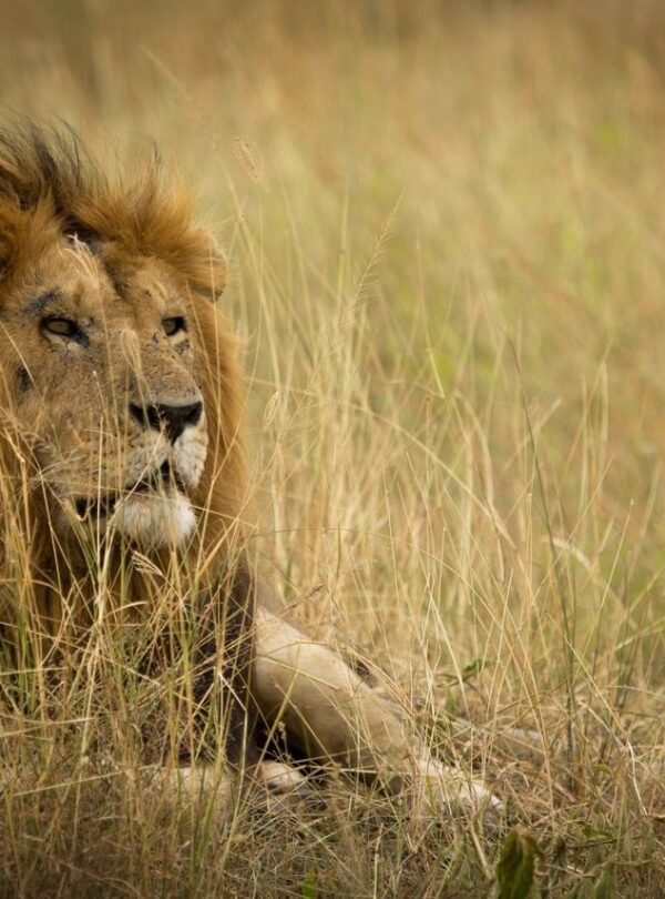 Kilimanjaro National Park
