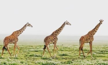 Kilimanjaro National Park