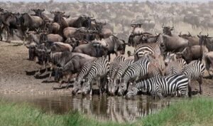 Serengeti migrations 