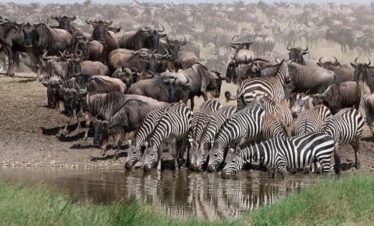 Kilimanjaro National Park
