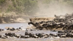 Serengeti migrations 