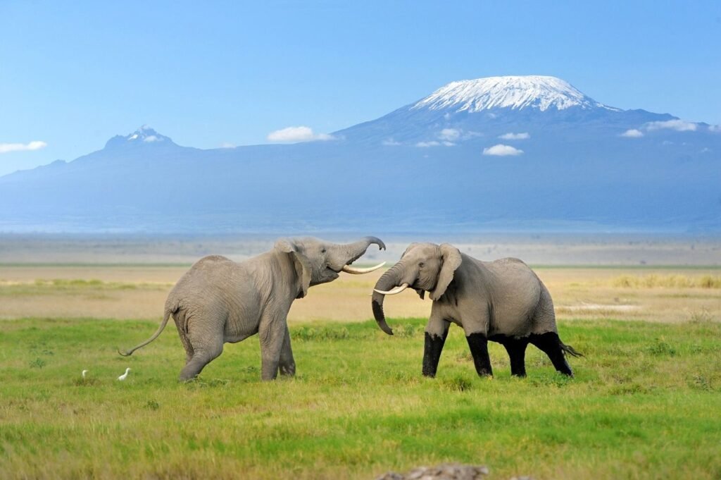 Kilimanjaro National Park
