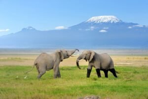 mboseli national park