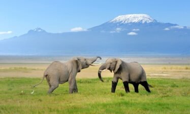 Kilimanjaro National Park