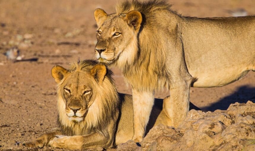 Luxury African Safari: The Ultimate Tanzania Safari Experience