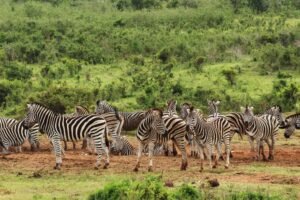 Serengeti migration