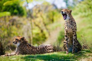 Cheetah on safari