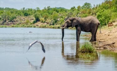 Botswana Luxury Safari