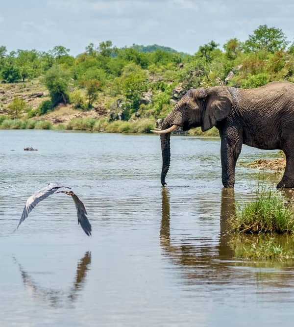 Botswana Luxury Safari